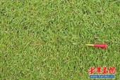 草国产,探寻自然与文化的交融之地